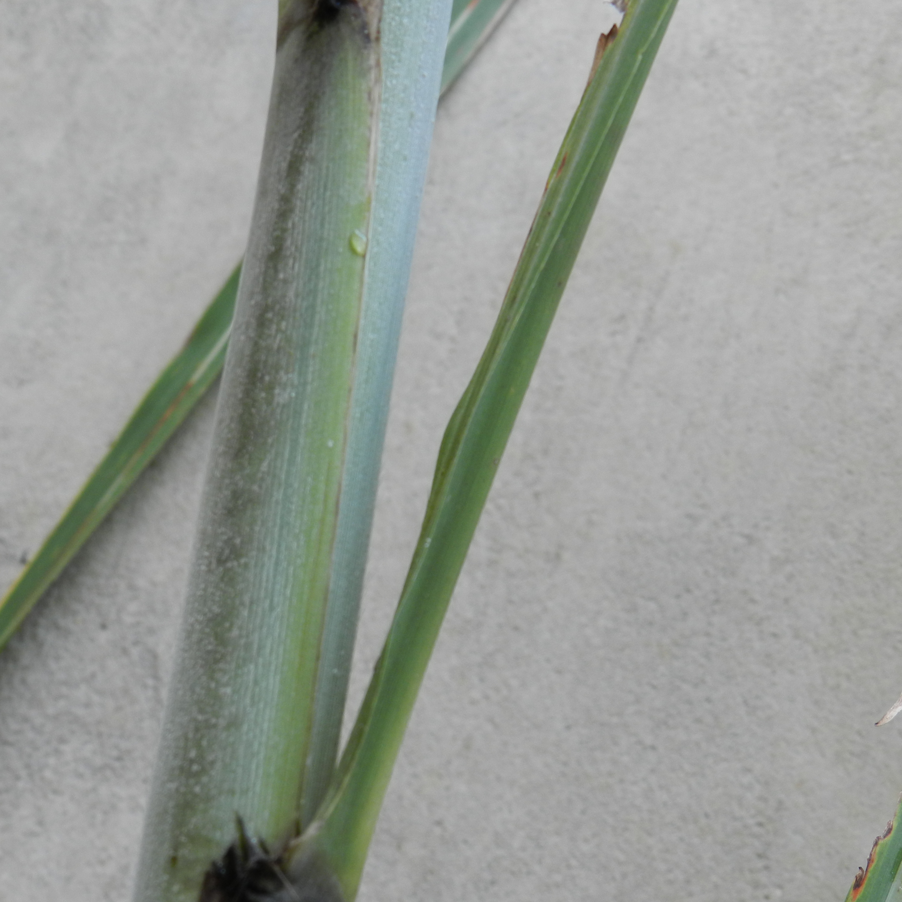 Leaf sheath margin – Generally green and similar to the leaf sheath.